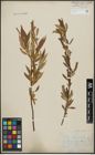Foto von Salix alba L. x Salix fragilis L.